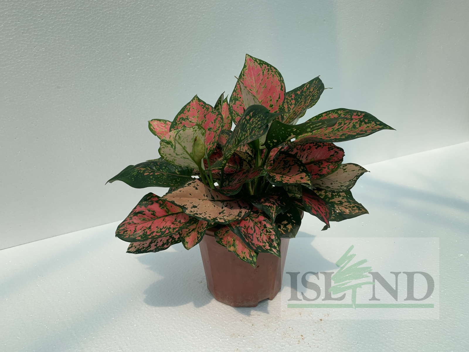 AGLAONEMA HYBRID RED